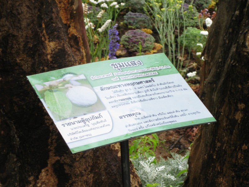 Xanthophyllum lanceatum photo 8
