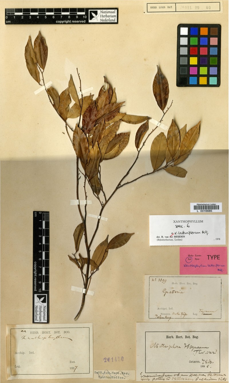 Xanthophyllum lateriflorum