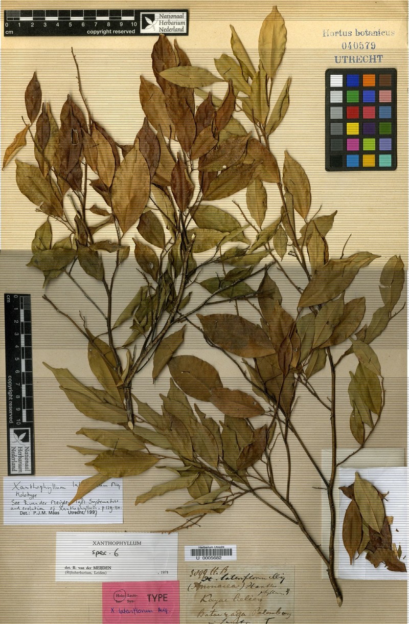 Xanthophyllum lateriflorum photo 2