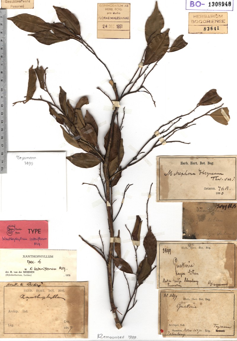 Xanthophyllum lateriflorum photo 3