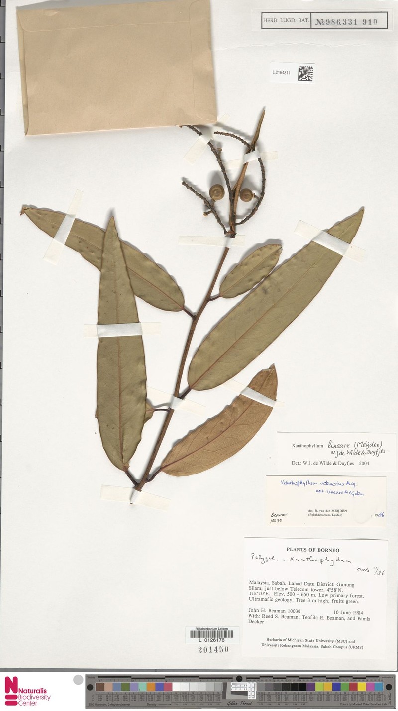 Xanthophyllum lineare
