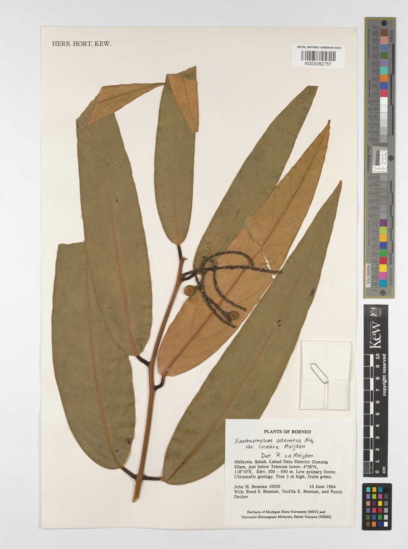 Xanthophyllum lineare photo 2