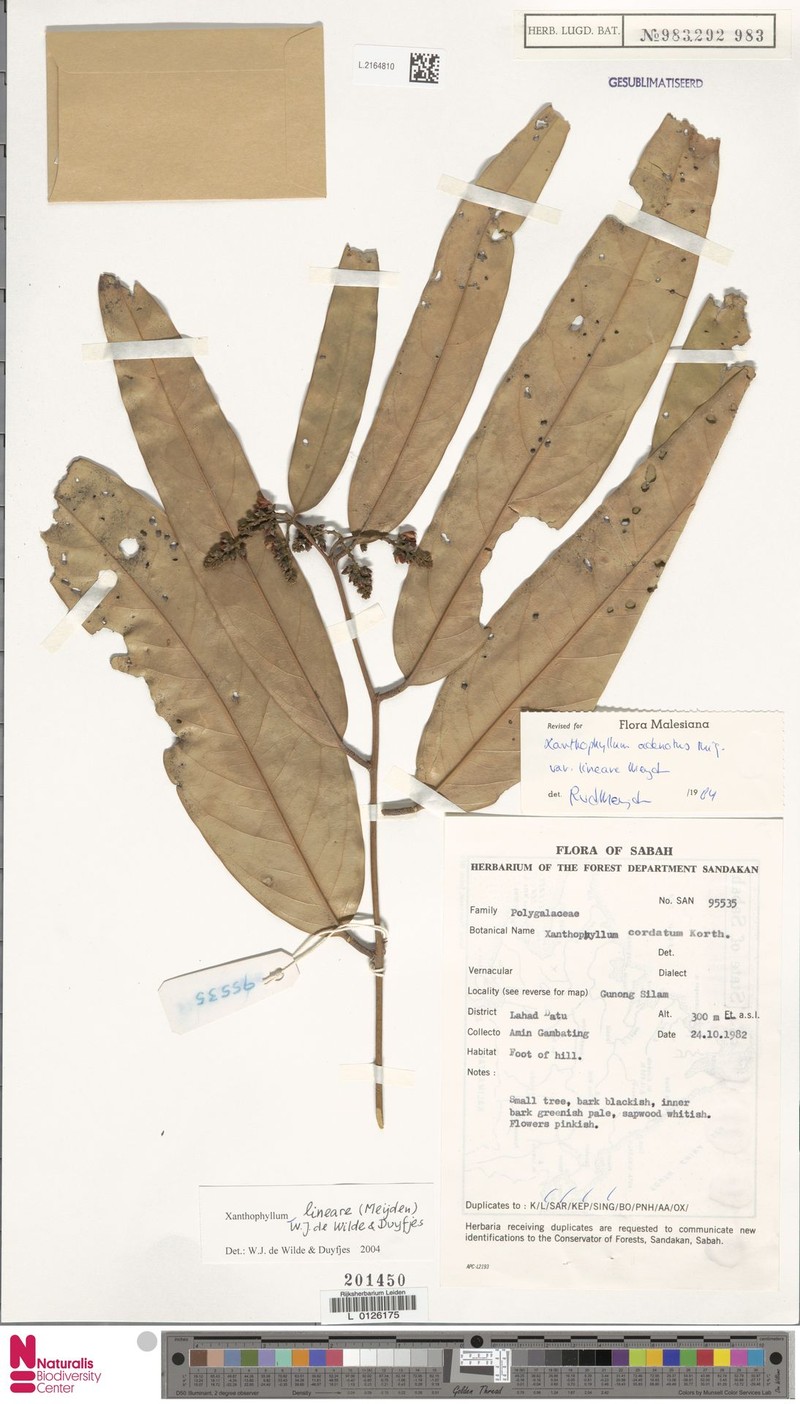 Xanthophyllum lineare photo 3