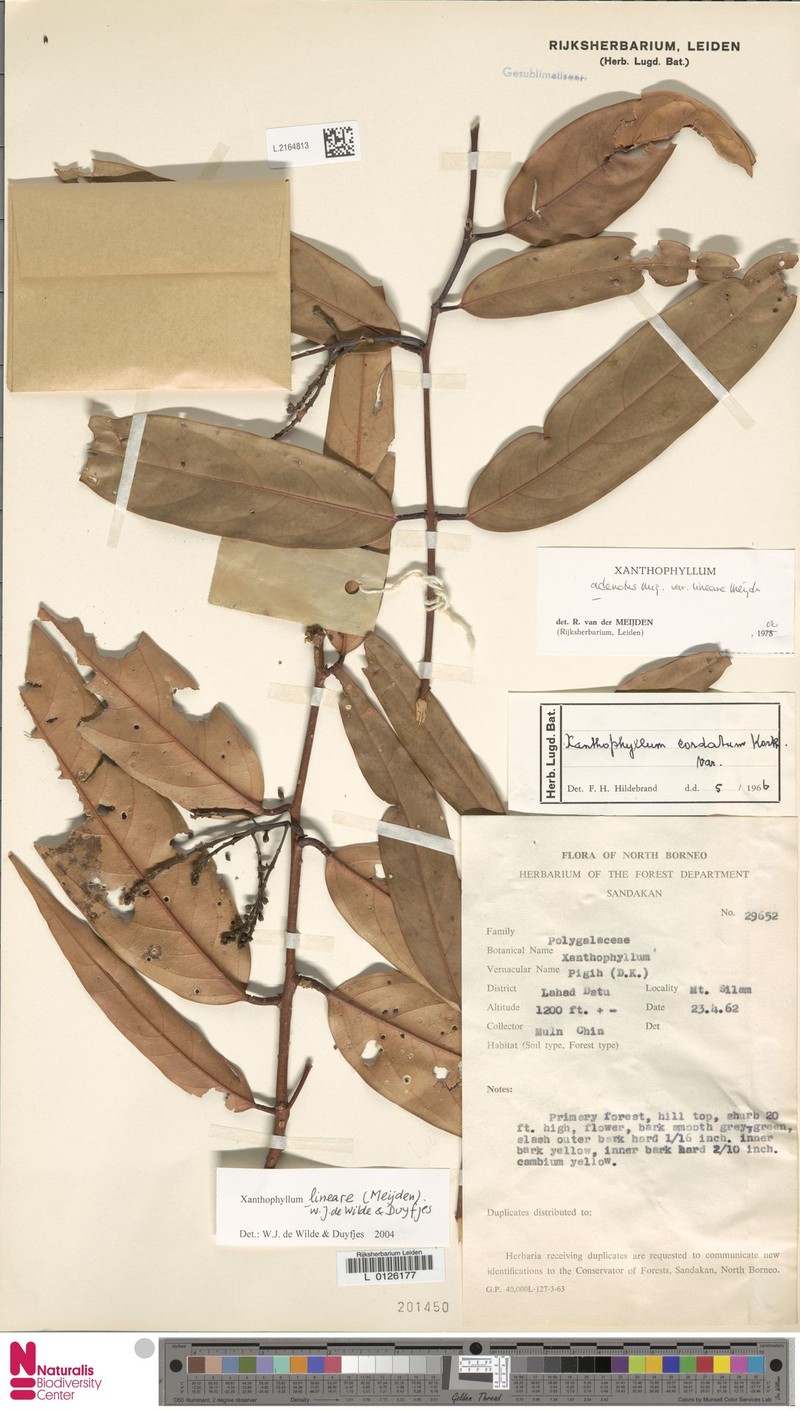 Xanthophyllum lineare photo 4