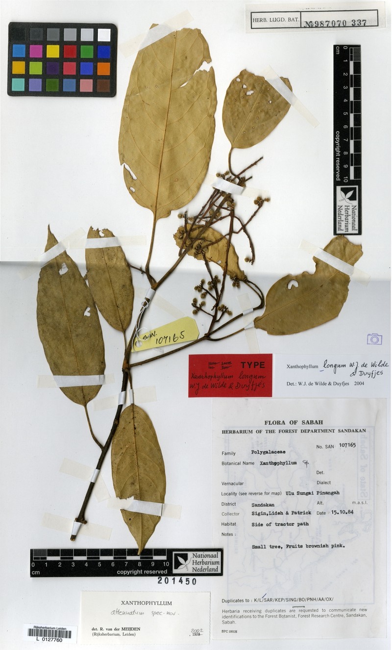 Xanthophyllum longum