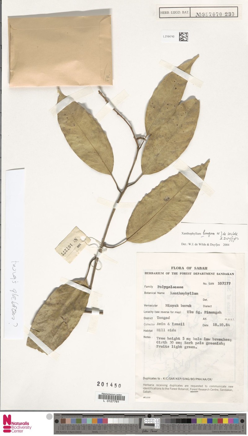Xanthophyllum longum photo 2