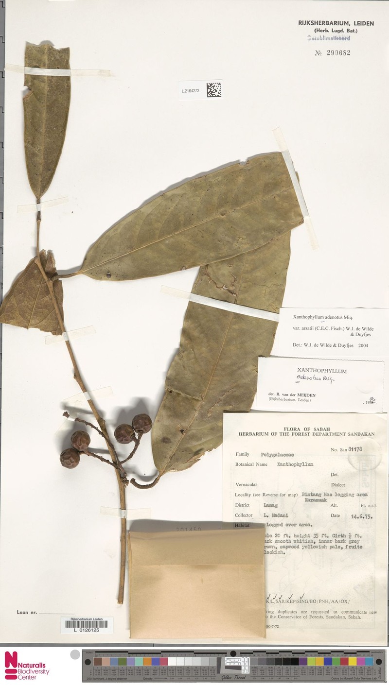 Xanthophyllum longum photo 3