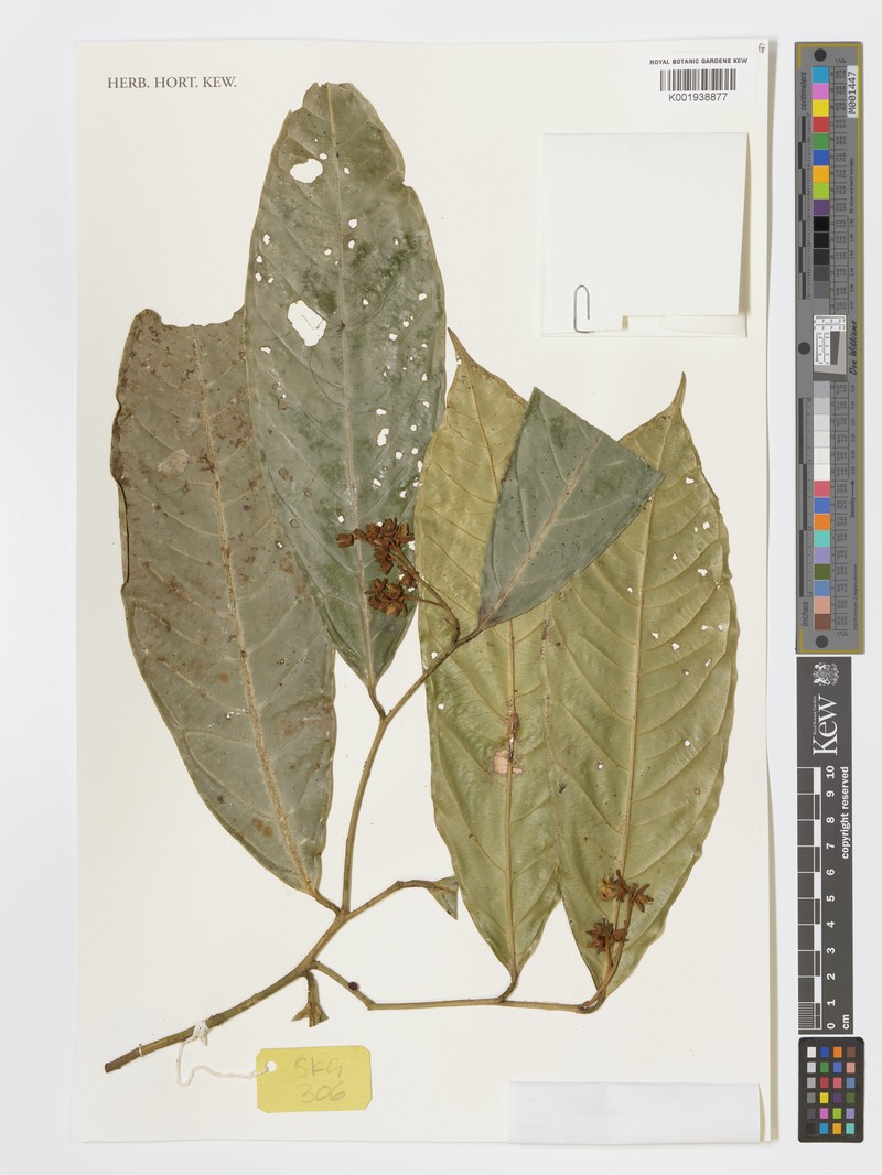 Xanthophyllum macrophyllum