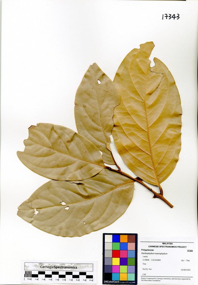 Xanthophyllum macrophyllum photo 2