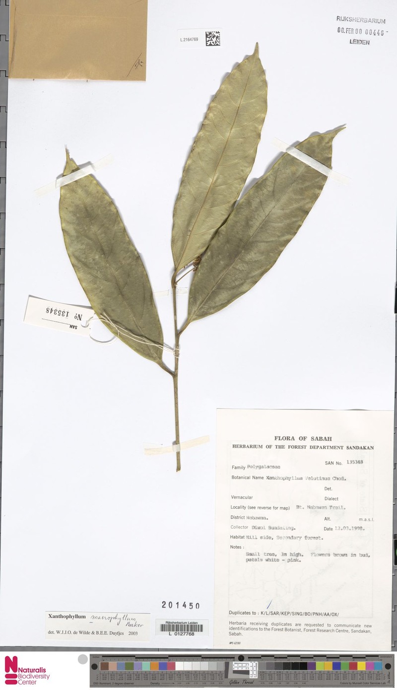 Xanthophyllum macrophyllum photo 3
