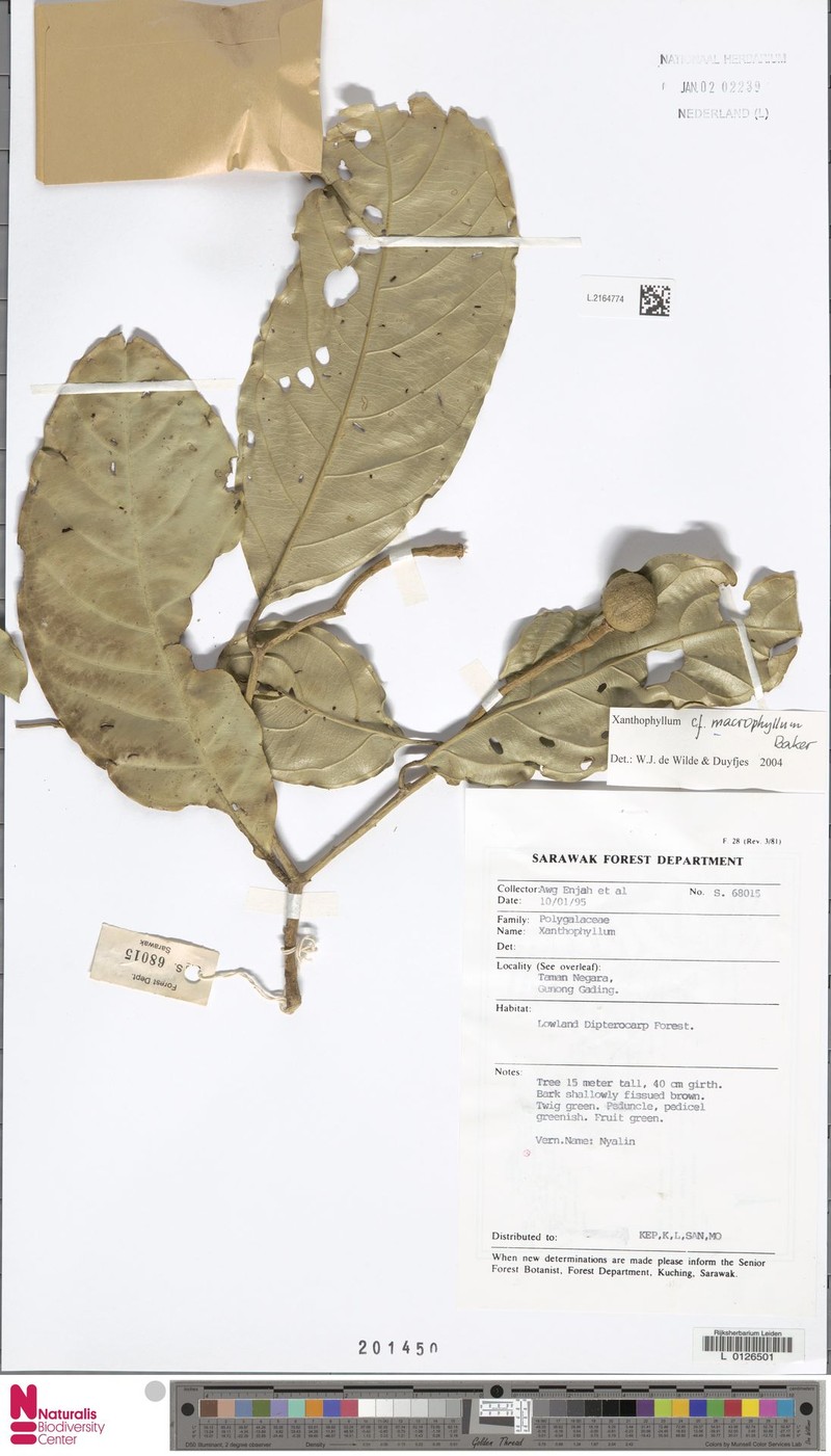 Xanthophyllum macrophyllum photo 4