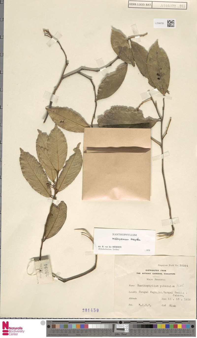 Xanthophyllum malayanum