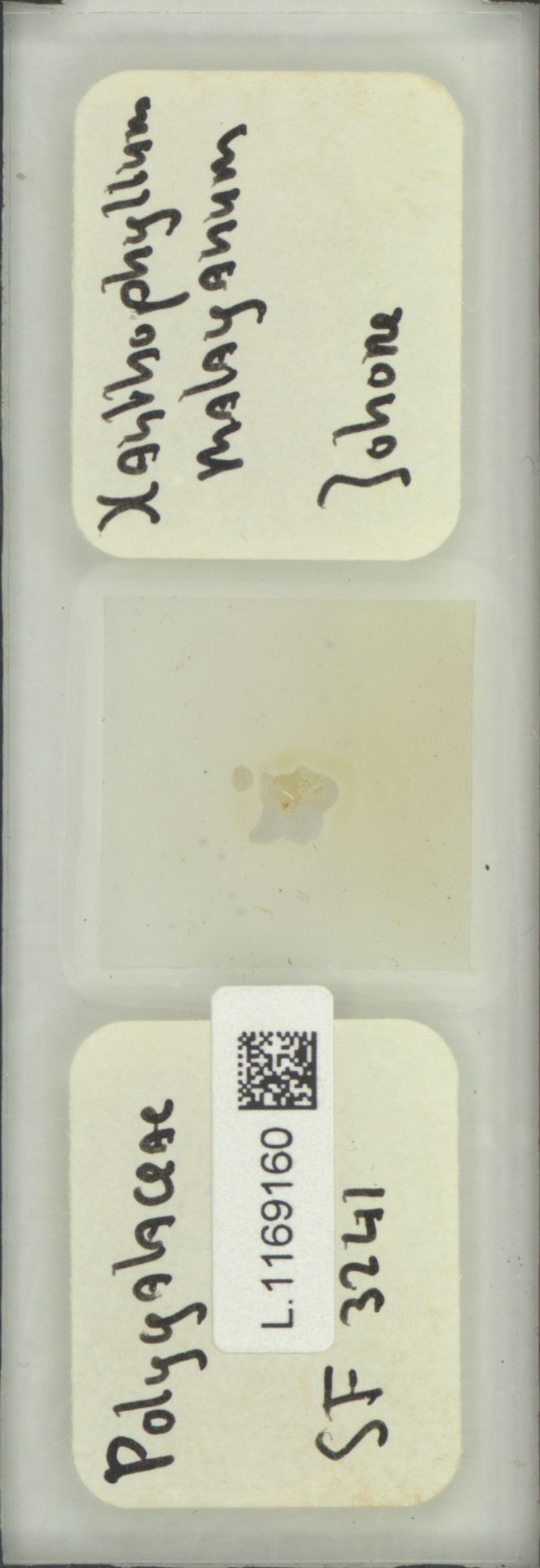 Xanthophyllum malayanum photo 2