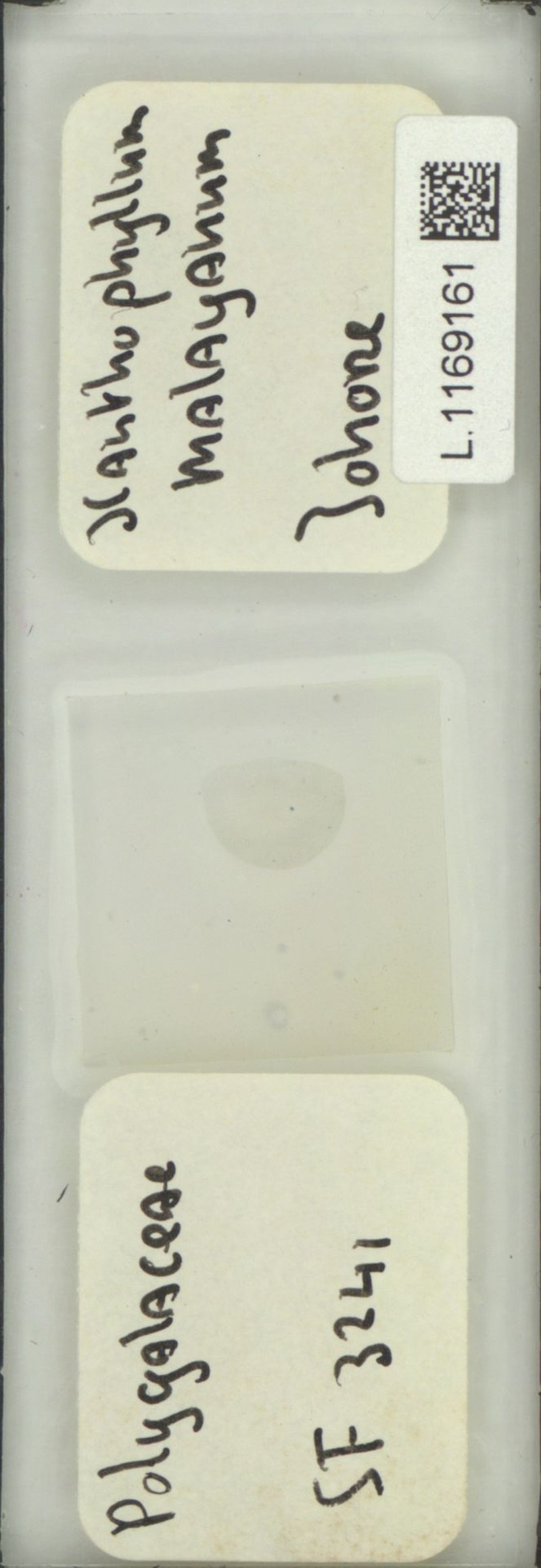 Xanthophyllum malayanum photo 3