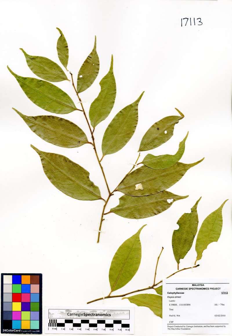 Xanthophyllum montanum