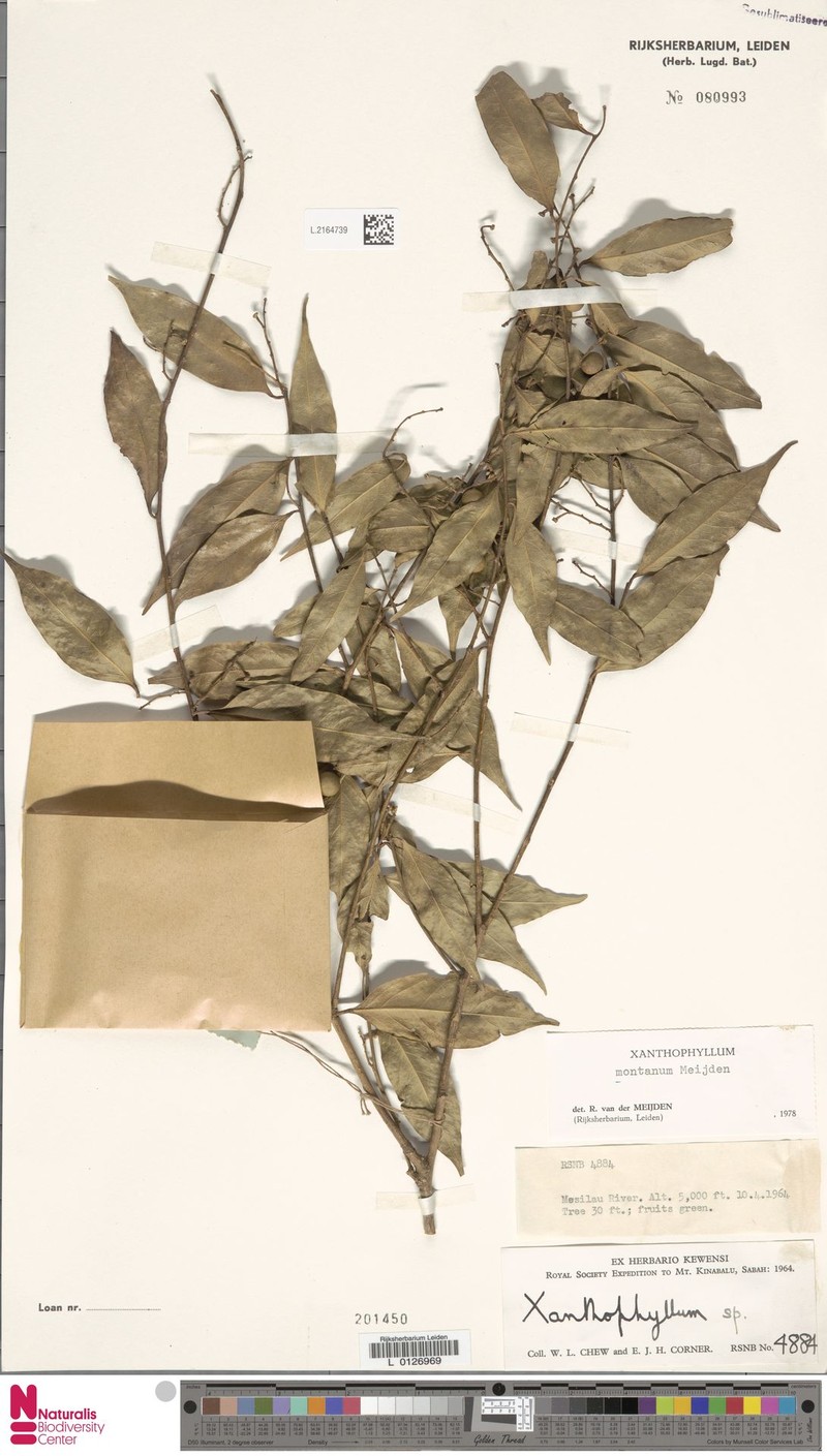 Xanthophyllum montanum photo 2
