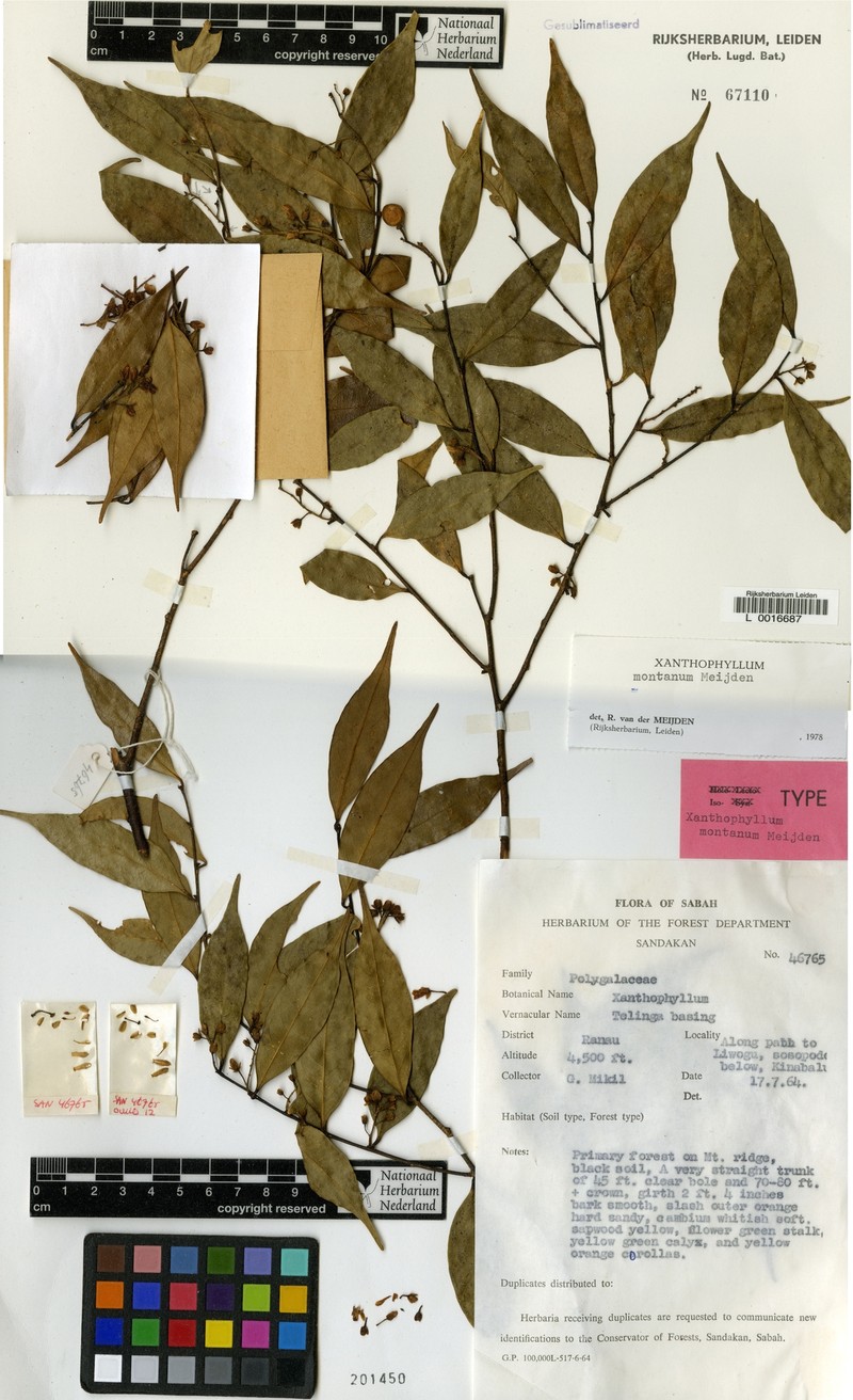 Xanthophyllum montanum photo 3