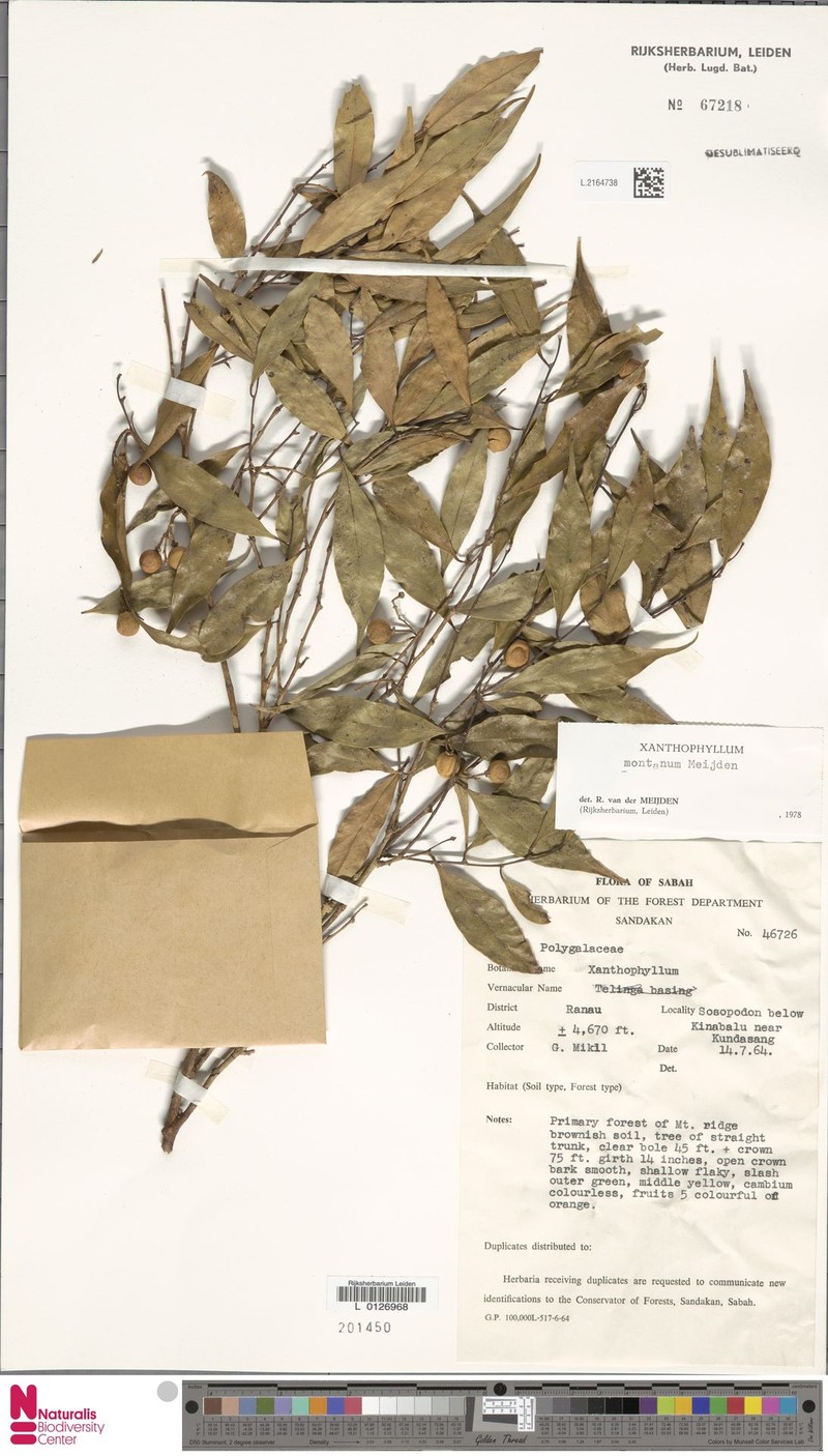 Xanthophyllum montanum photo 4
