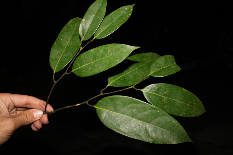 Xanthophyllum monticola