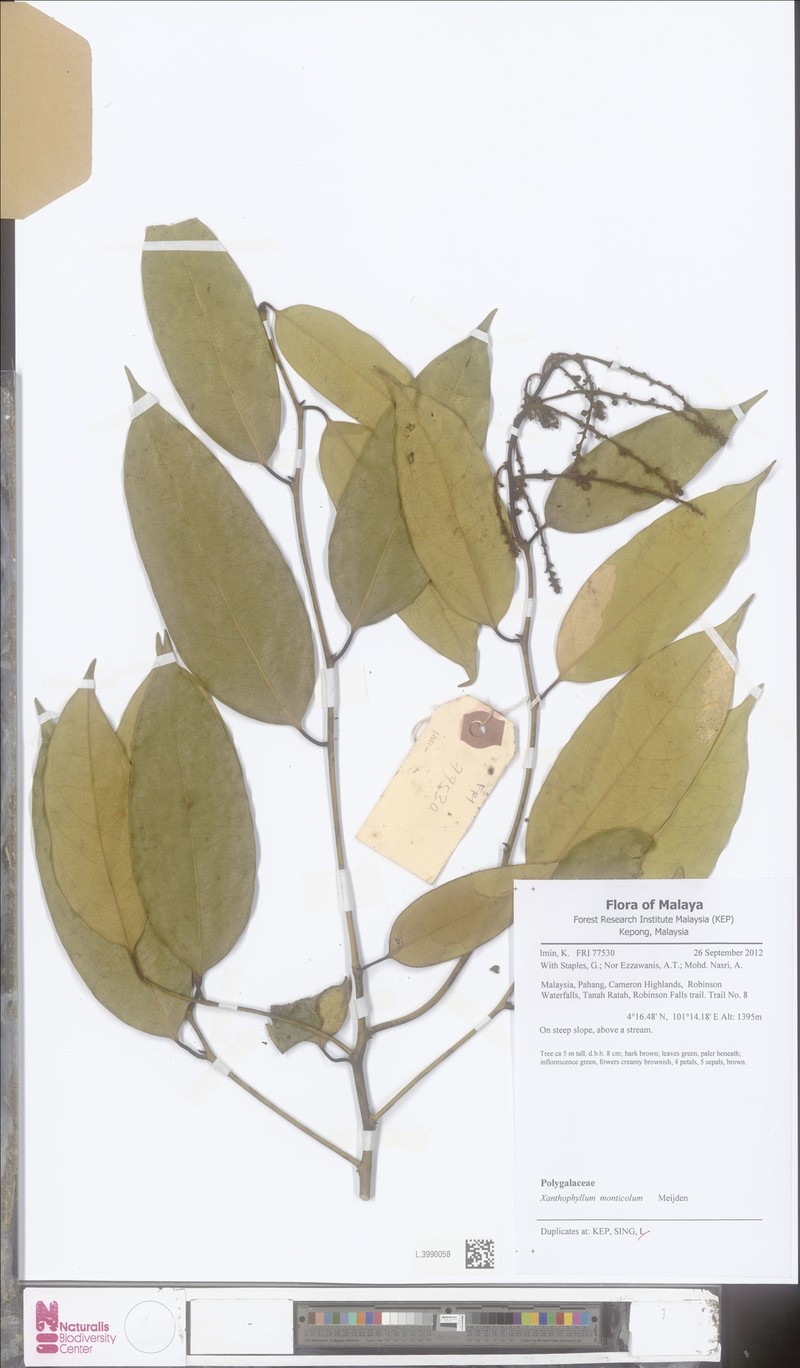 Xanthophyllum monticola photo 2