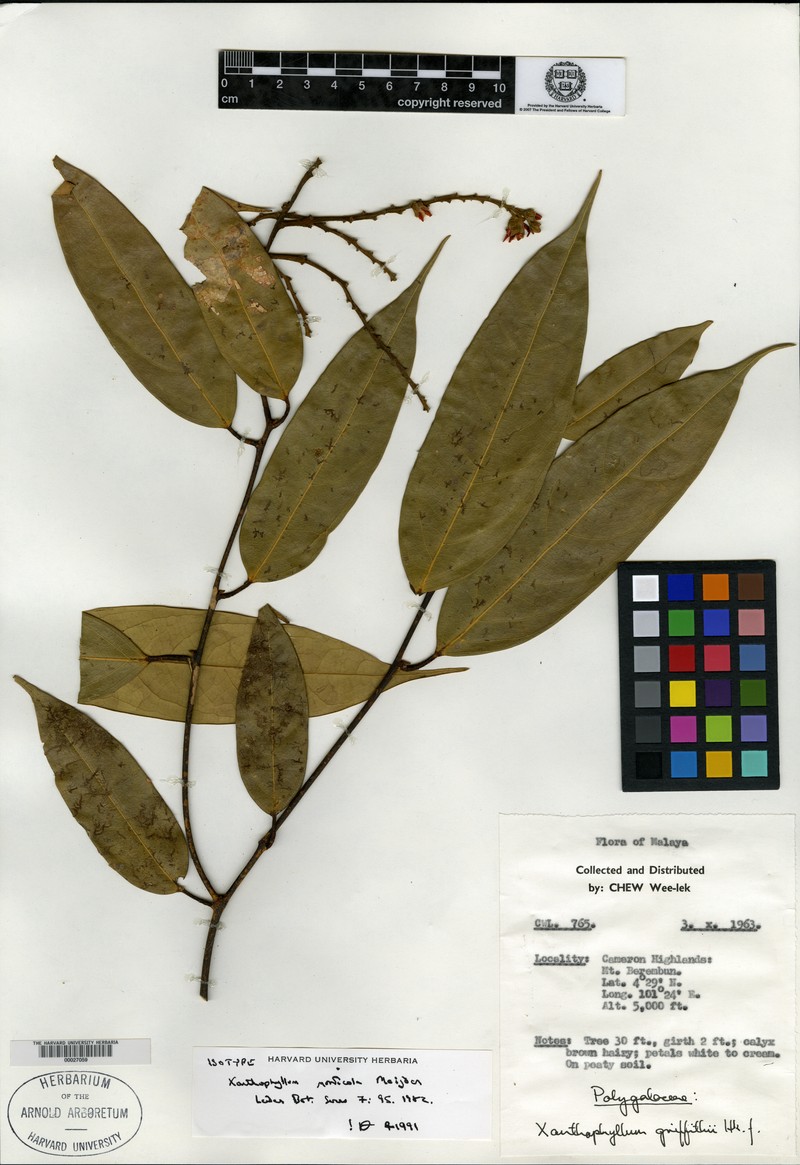 Xanthophyllum monticola photo 3