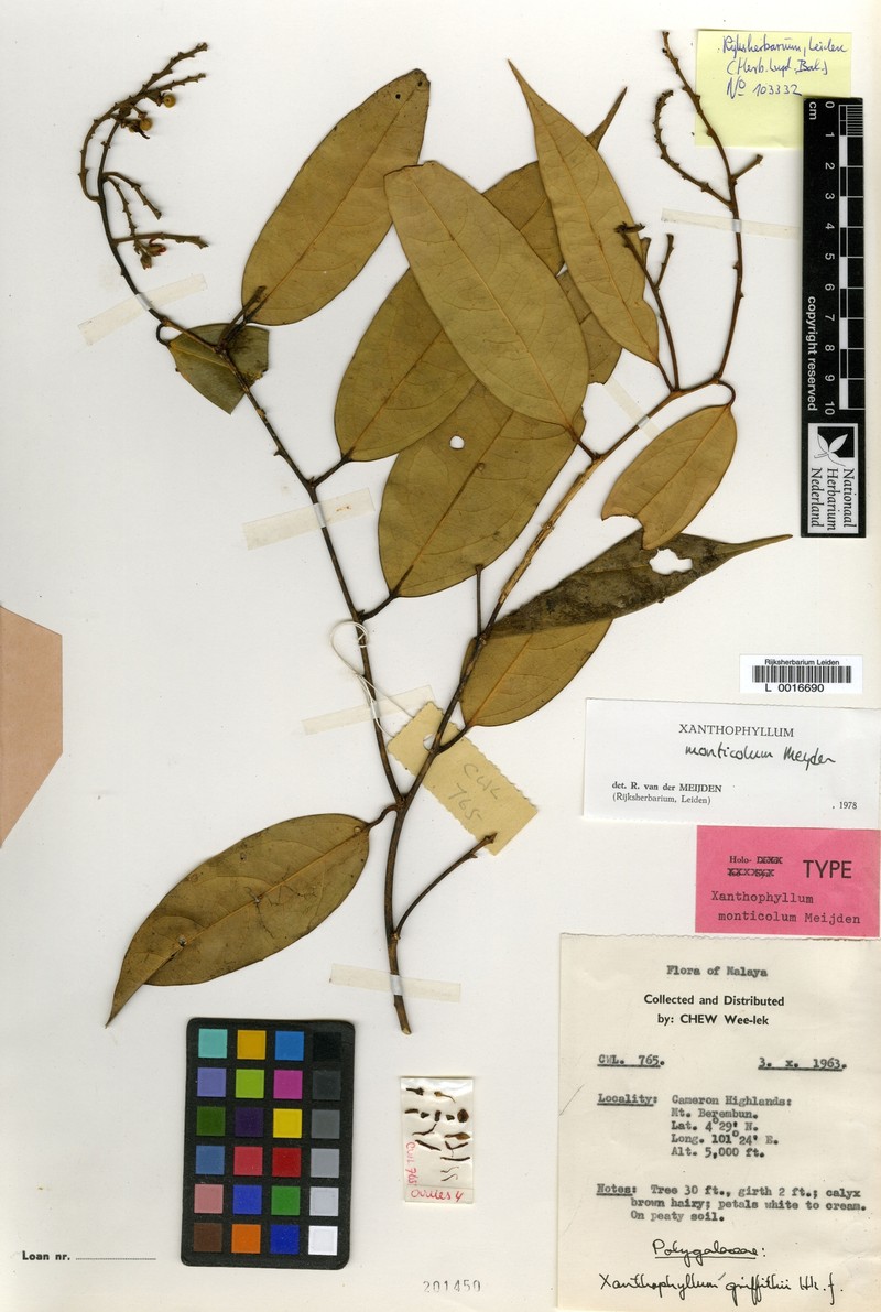 Xanthophyllum monticola photo 4