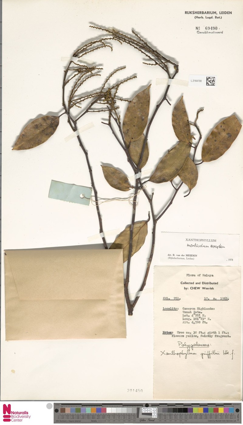 Xanthophyllum monticola photo 5