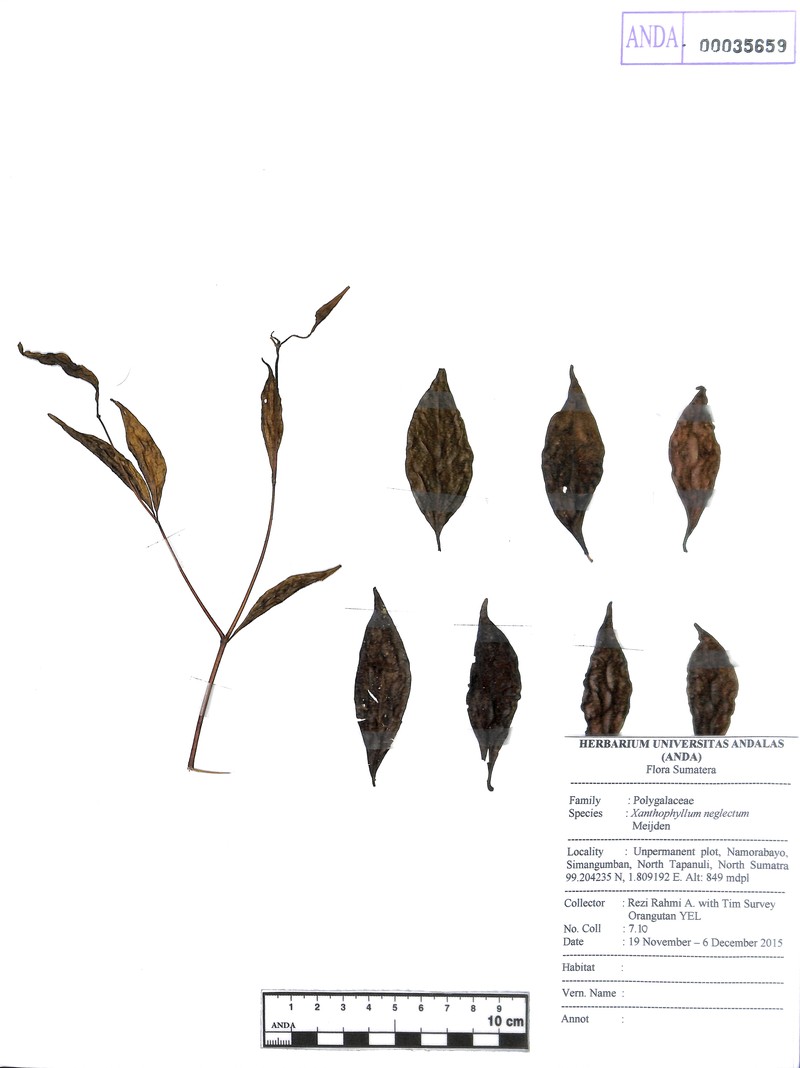 Xanthophyllum neglectum