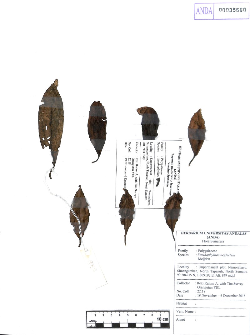Xanthophyllum neglectum photo 2
