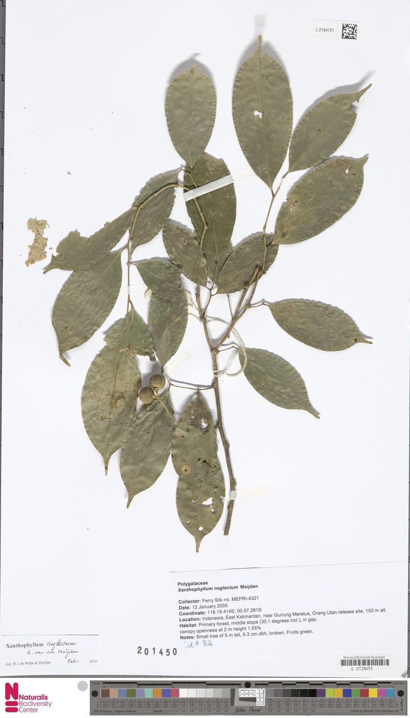 Xanthophyllum neglectum photo 3