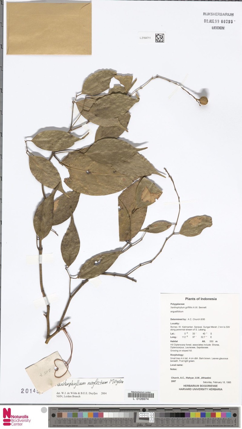 Xanthophyllum neglectum photo 4