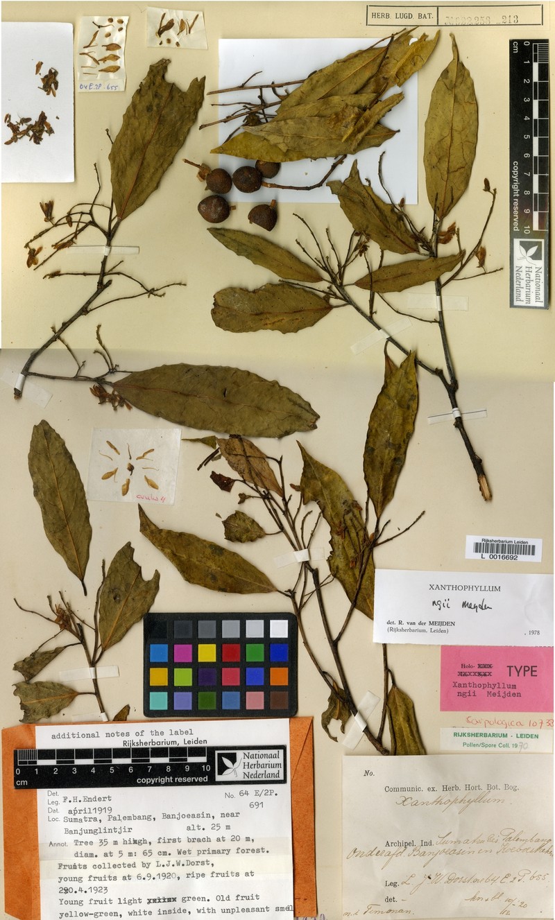 Xanthophyllum ngii