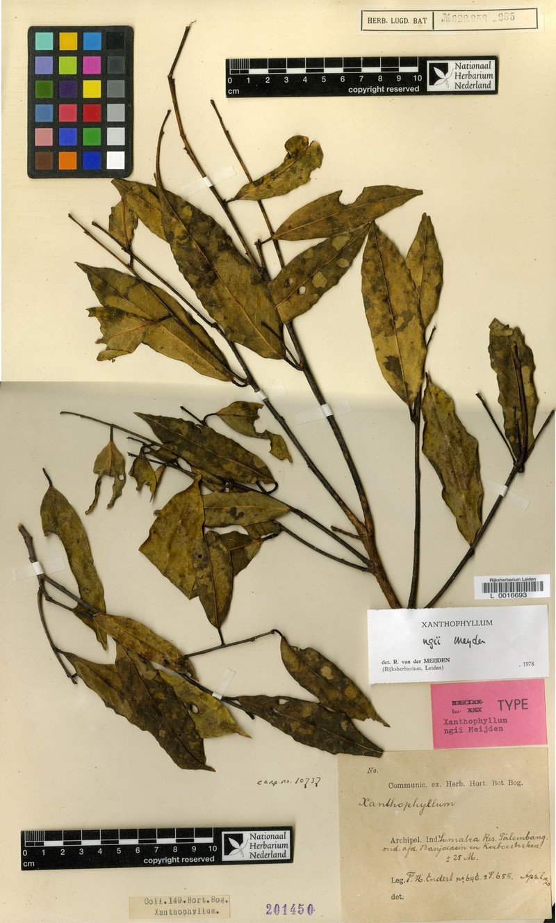 Xanthophyllum ngii photo 2