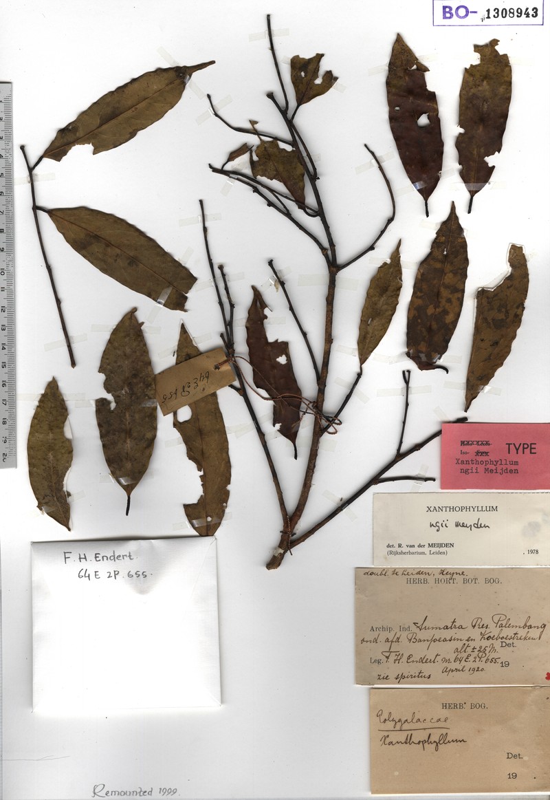 Xanthophyllum ngii photo 3