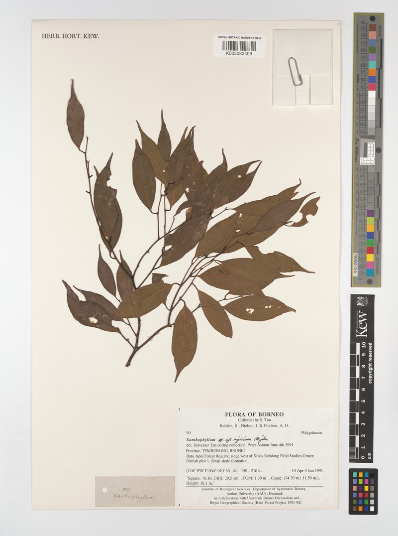 Xanthophyllum nigricans