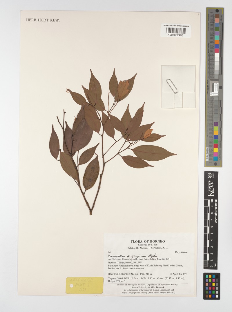 Xanthophyllum nigricans photo 2