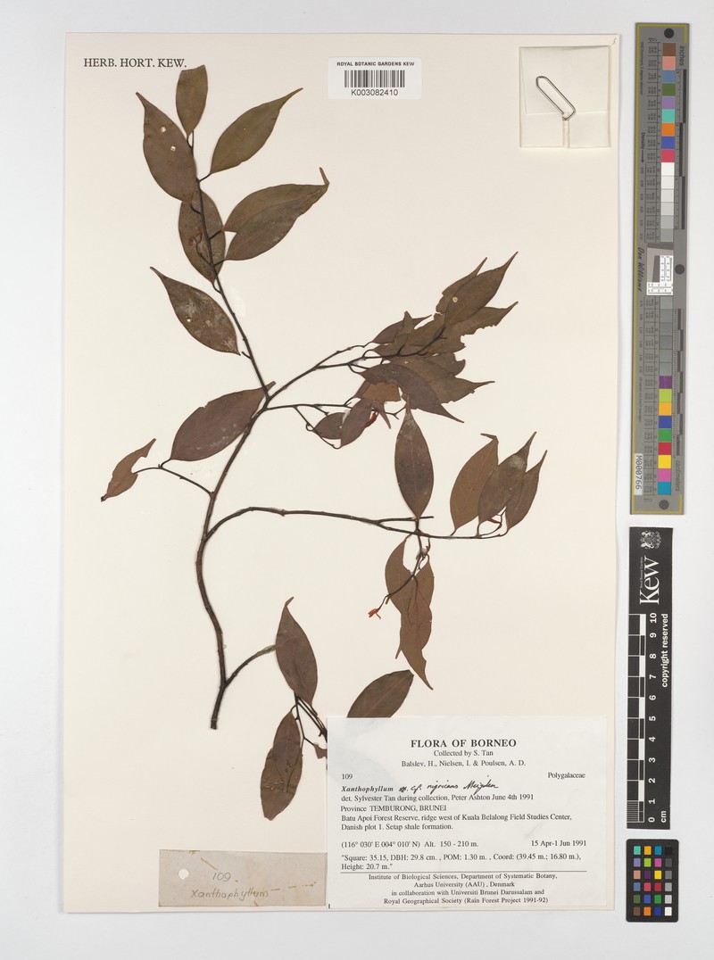 Xanthophyllum nigricans photo 3