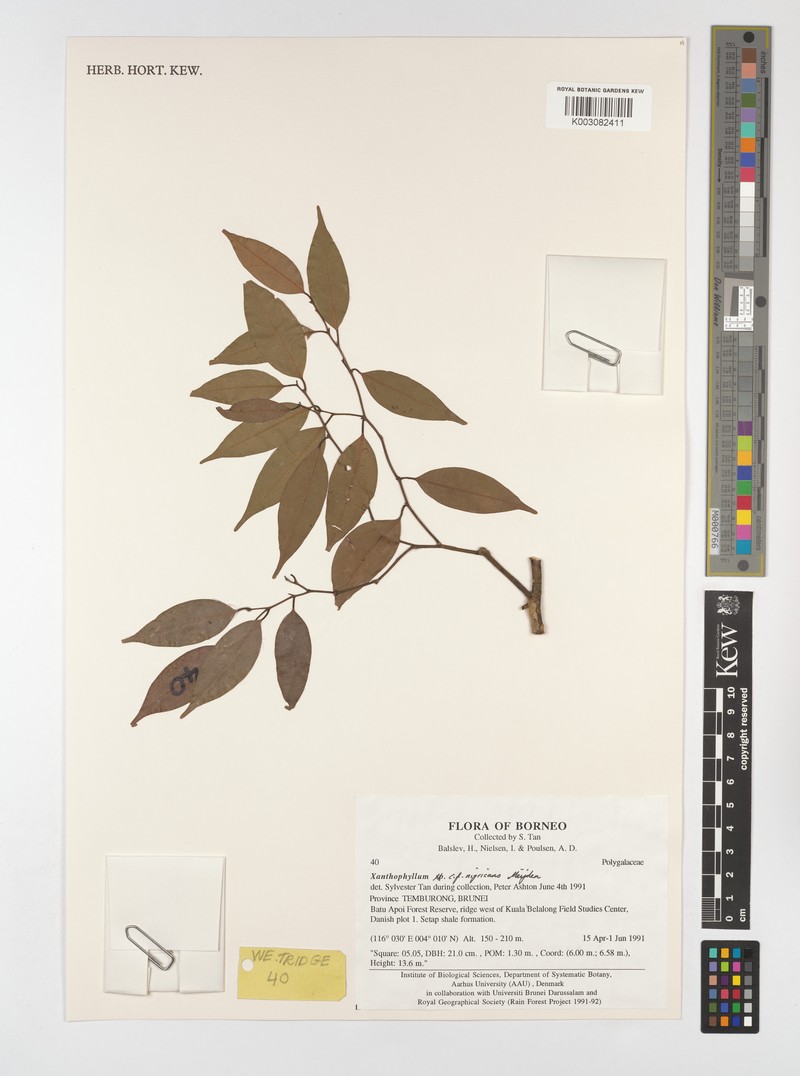 Xanthophyllum nigricans photo 4