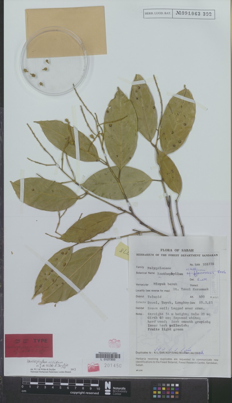 Xanthophyllum nitidum