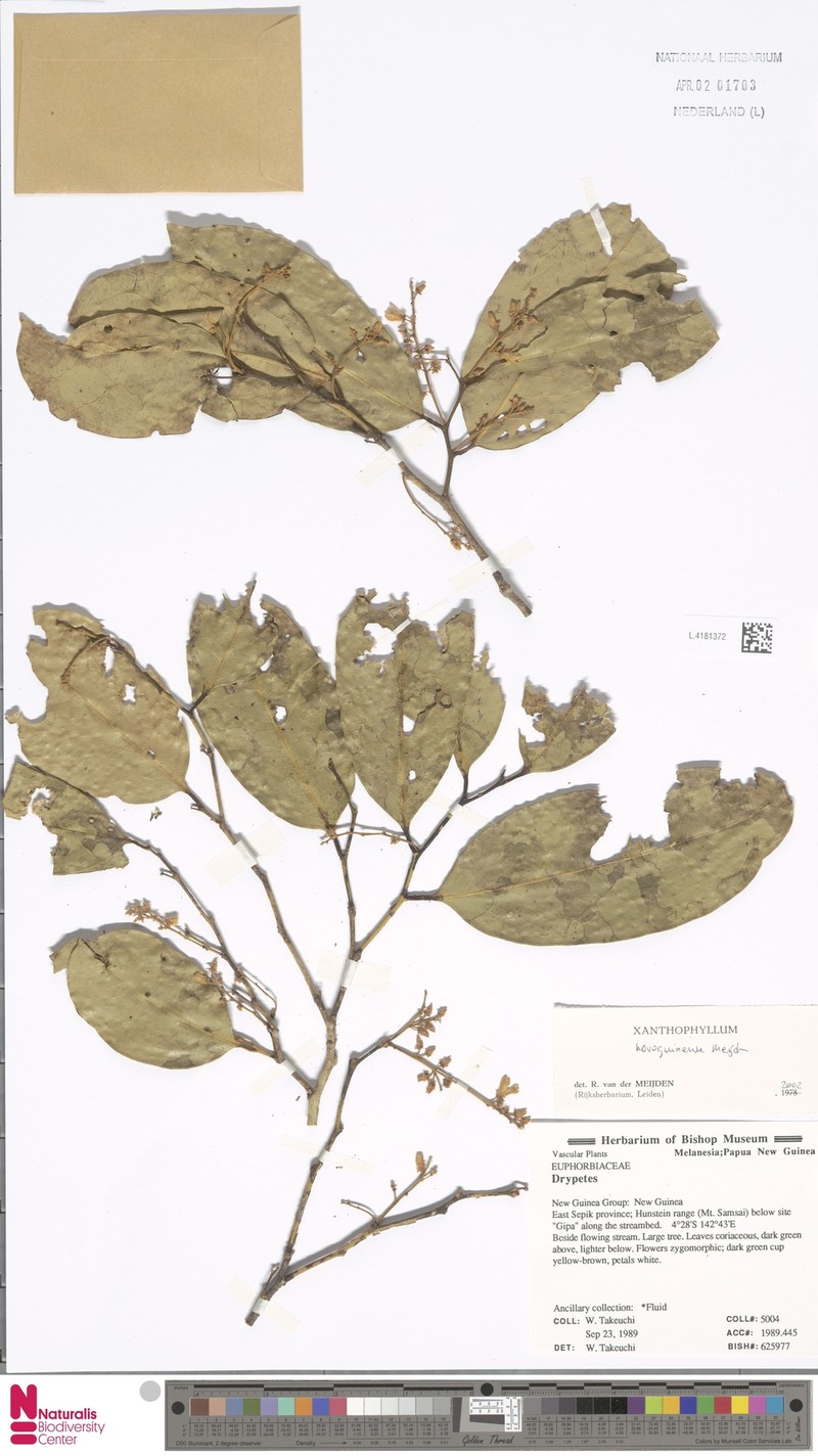 Xanthophyllum novoguinense