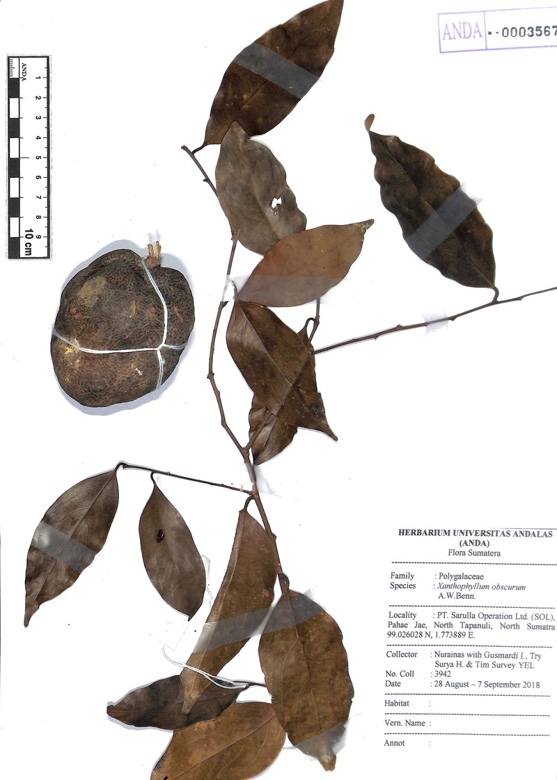 Xanthophyllum obscurum