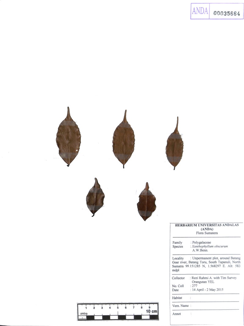 Xanthophyllum obscurum photo 2