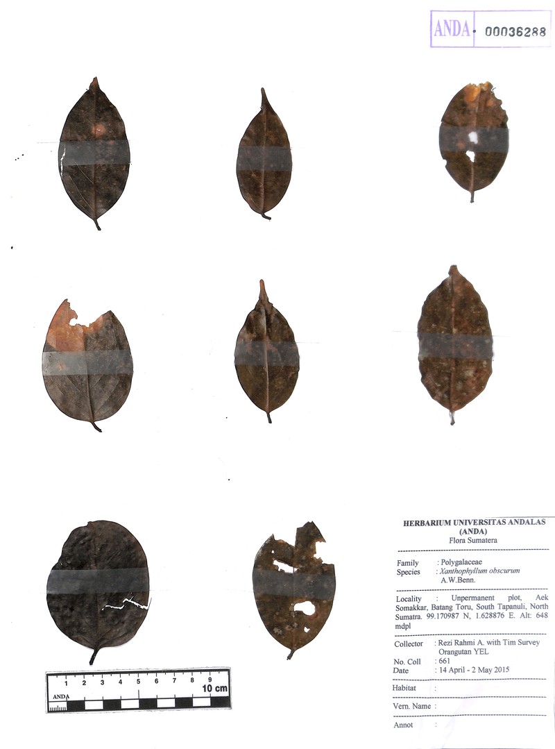 Xanthophyllum obscurum photo 3