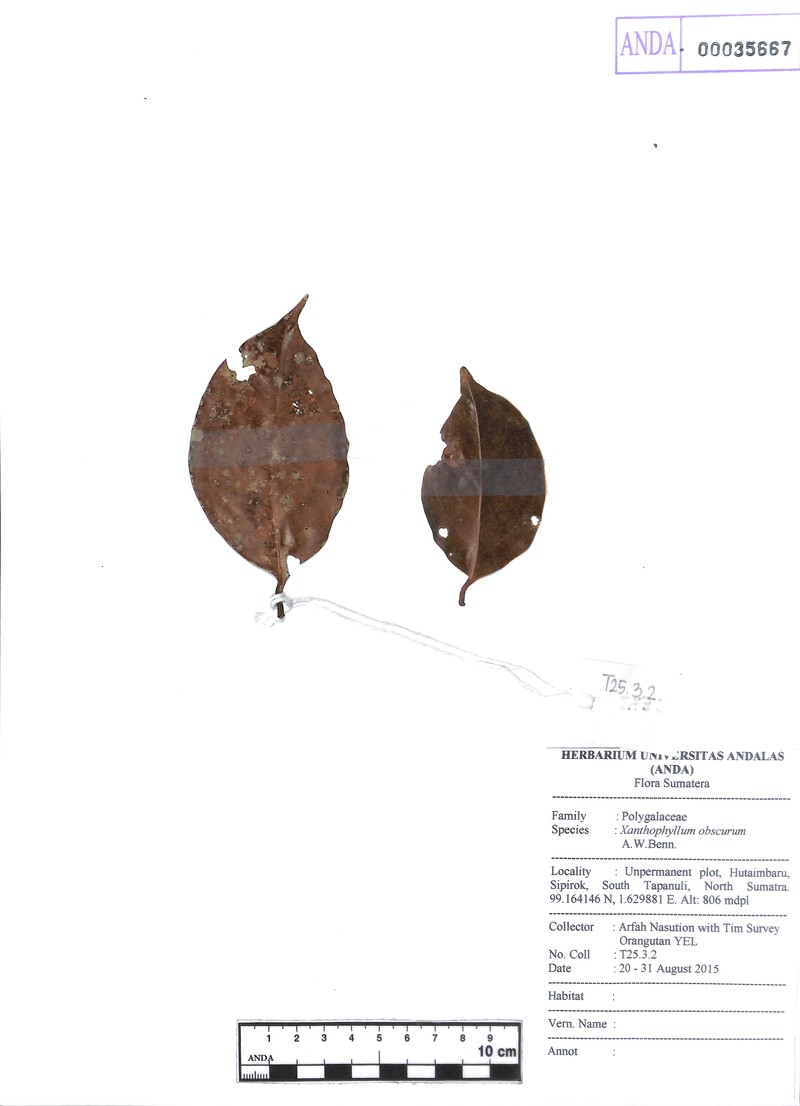 Xanthophyllum obscurum photo 4