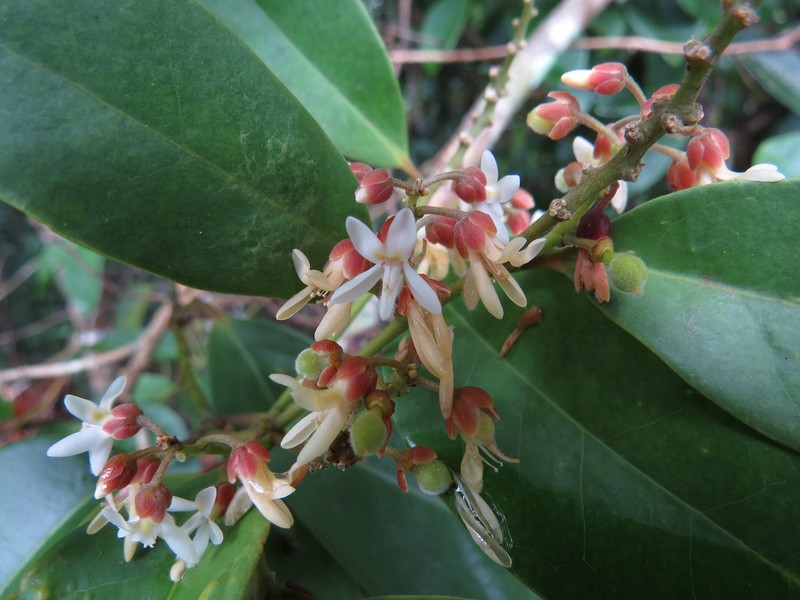 Xanthophyllum octandrum