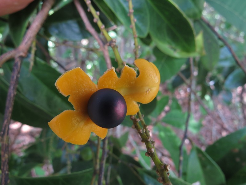 Xanthophyllum octandrum photo 2
