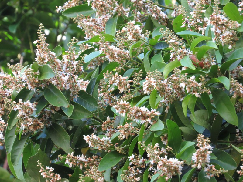 Xanthophyllum octandrum photo 3