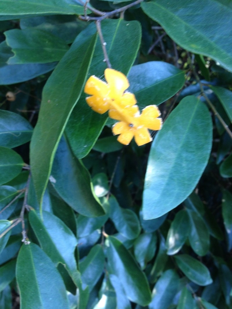 Xanthophyllum octandrum photo 4