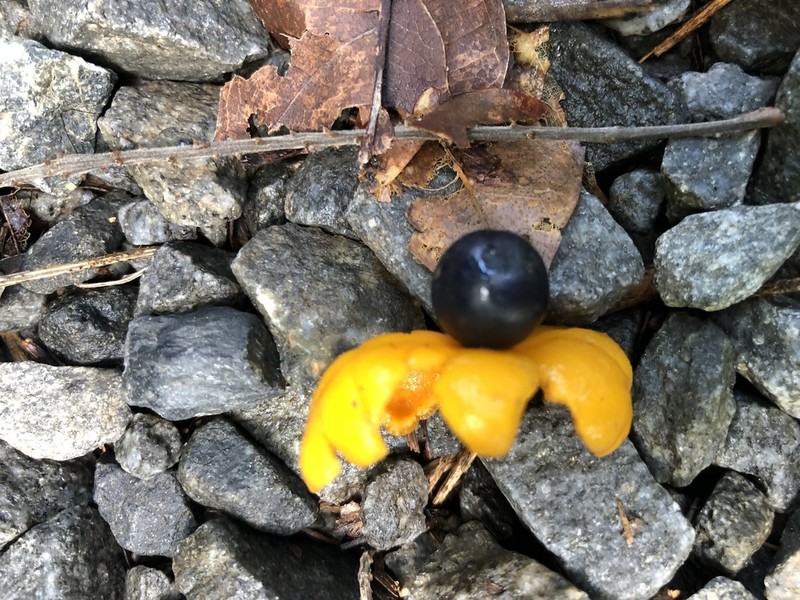 Xanthophyllum octandrum photo 5