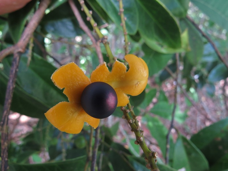 Xanthophyllum octandrum photo 6